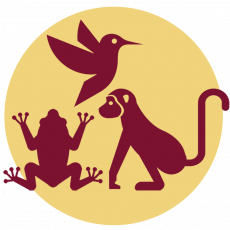 Hoe zit het met ...  palmolie