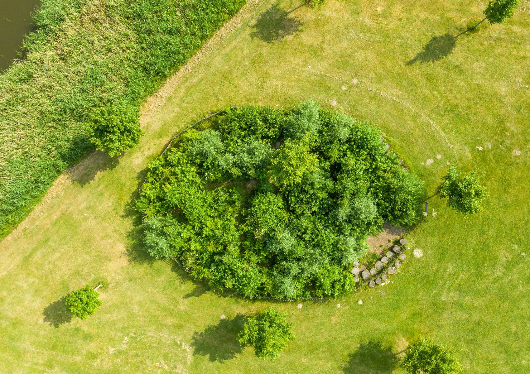 Focus Tiny forest_117