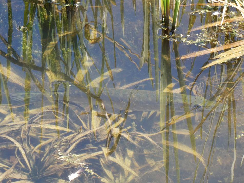 Waterparels - Boerensloot Montfoort
