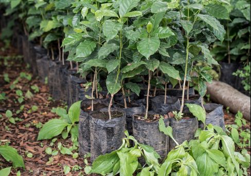 Goed geld - Green for Growth fund - Casal plant