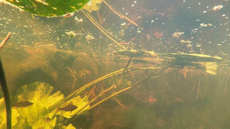 Elfenbaan-hazerswoude