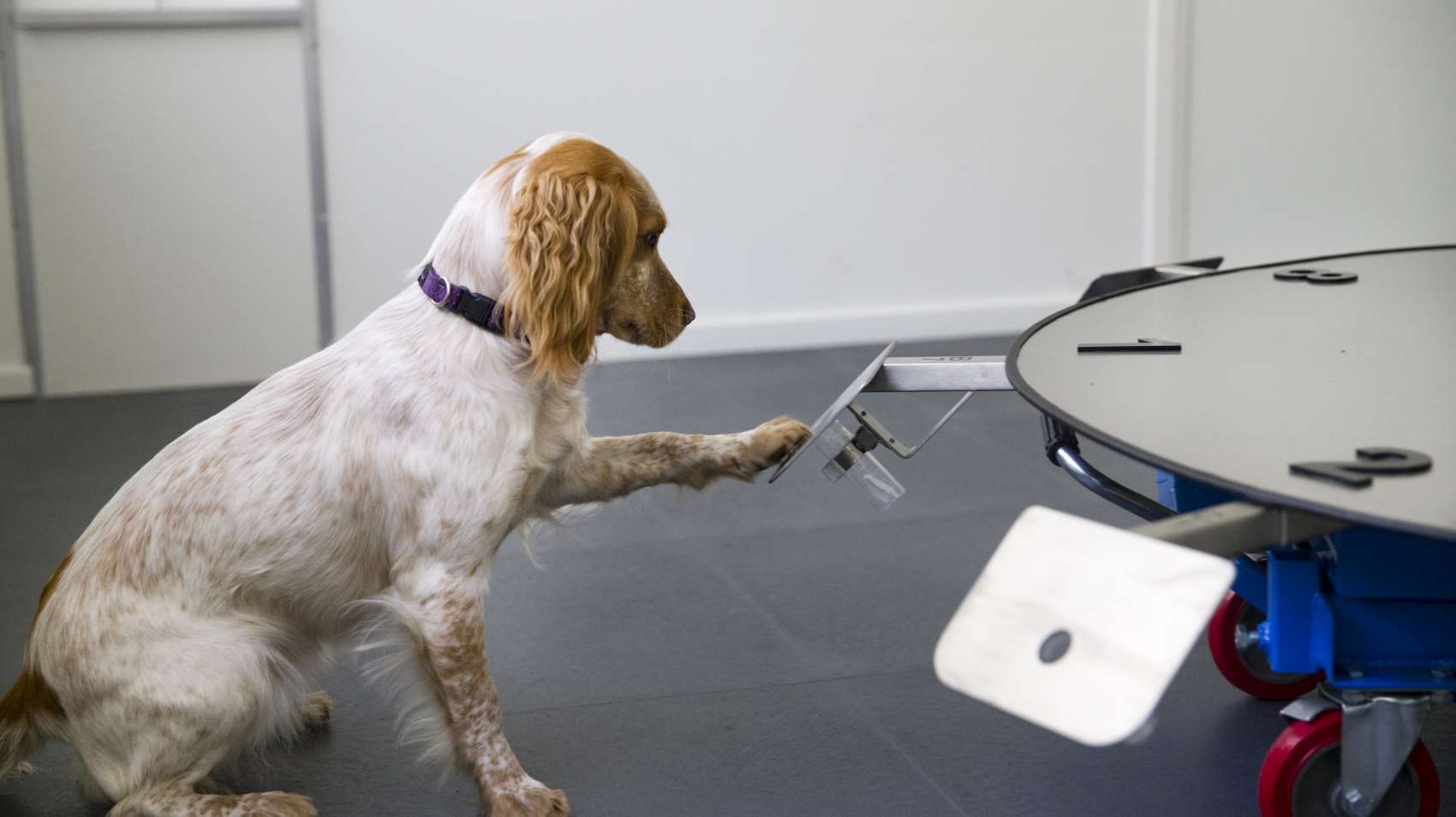 KNGF detectiehonden_17