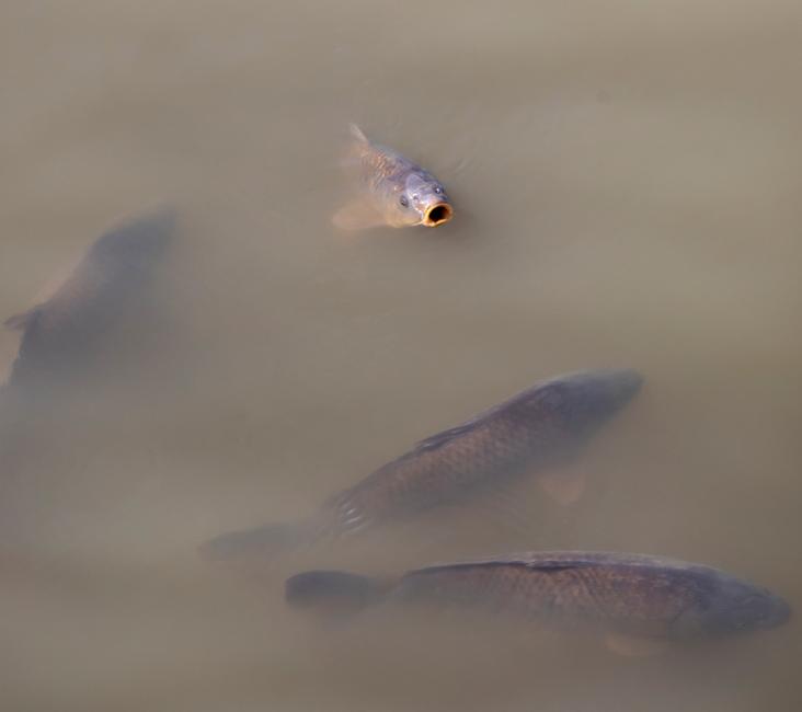 Interview Jessica den Outer - vissen