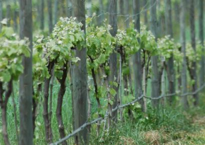 Klantvoordeel - dummy COPY