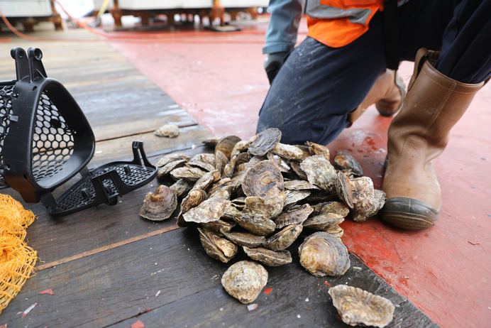 Goednieuws - Noordzee