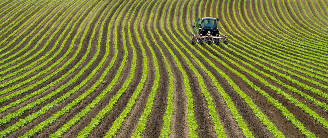 Duurzaam dilemma Gentech, wel of geen goed idee?