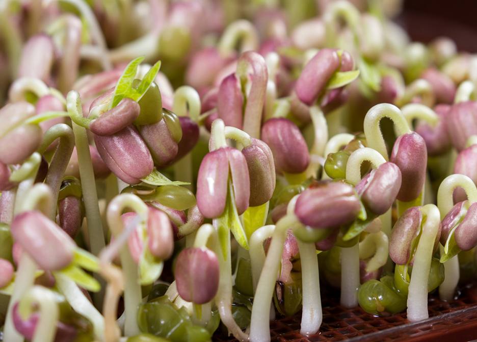 Duurzaam dilemma Gentech, wel of geen goed idee? Kiemplantjes