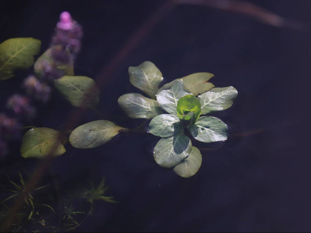 Waterparels - Vossenbeek Hengelo